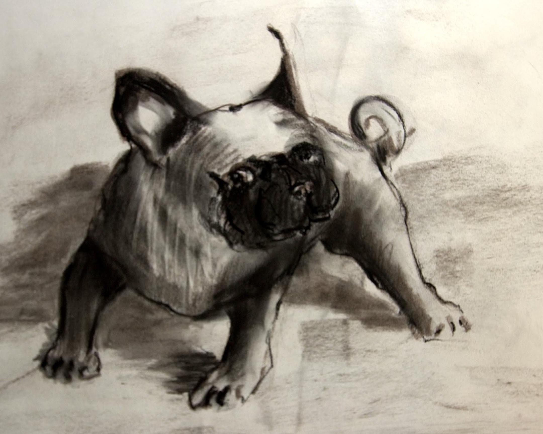  bulldog 