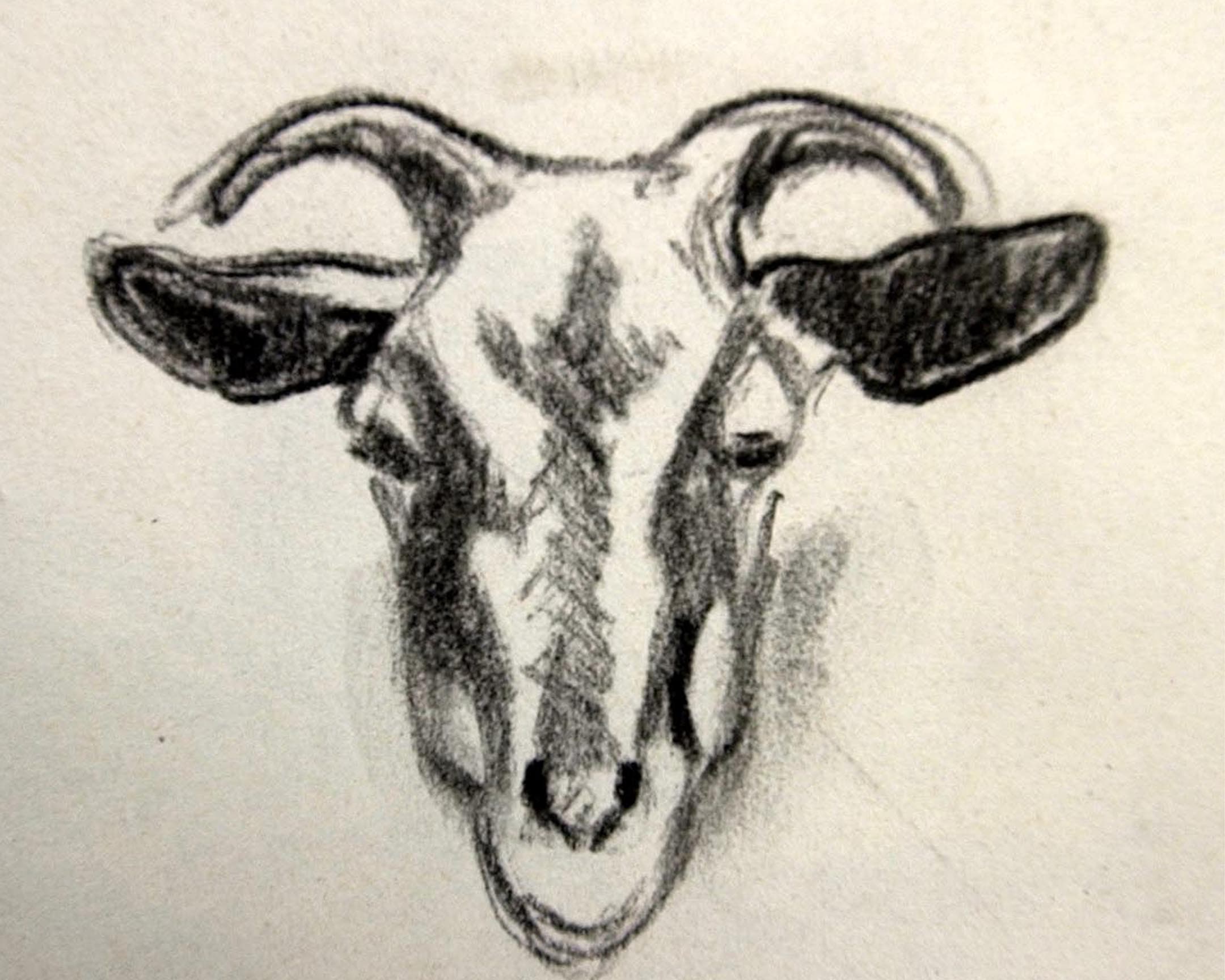  chevre 1 