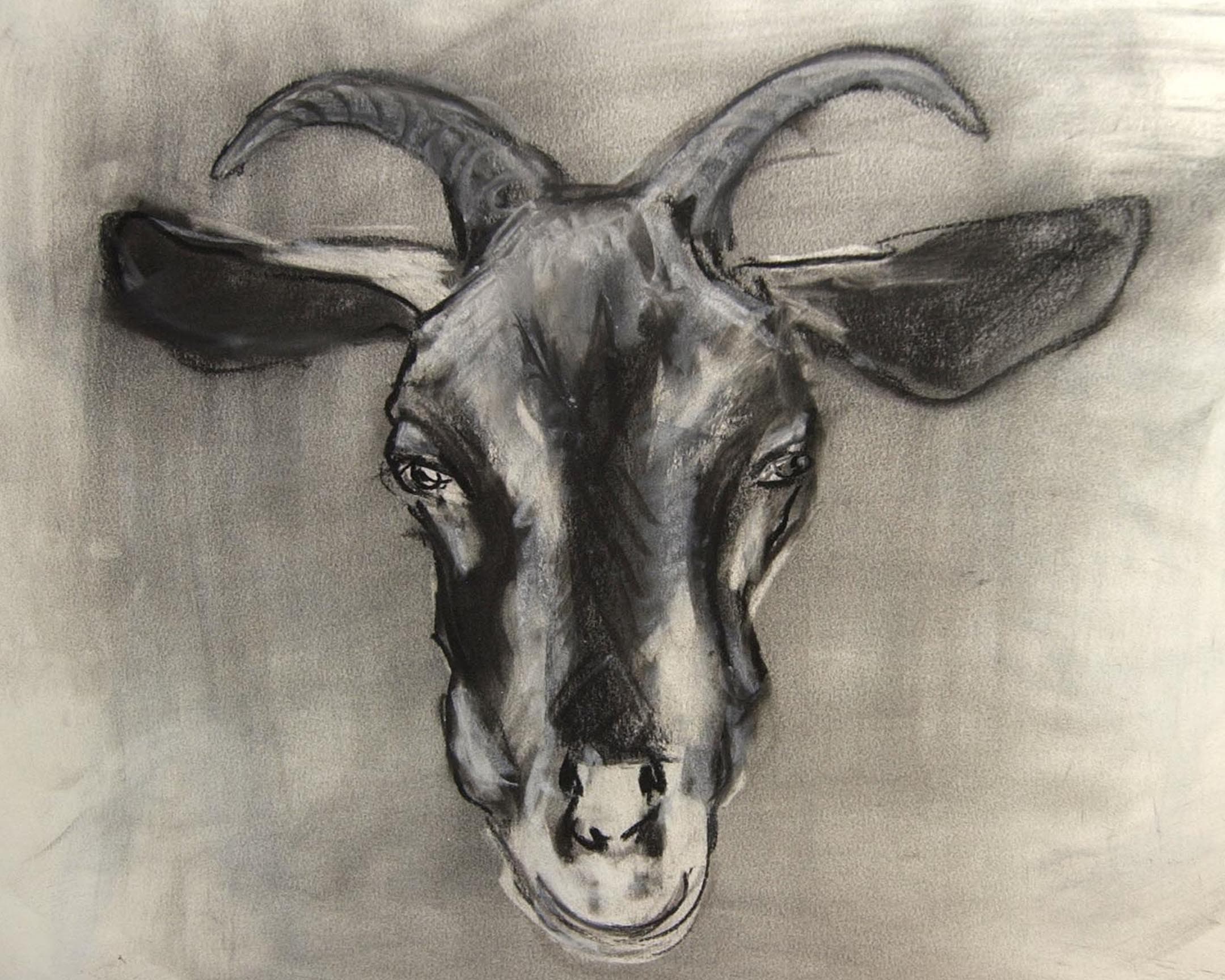  chevre 2 