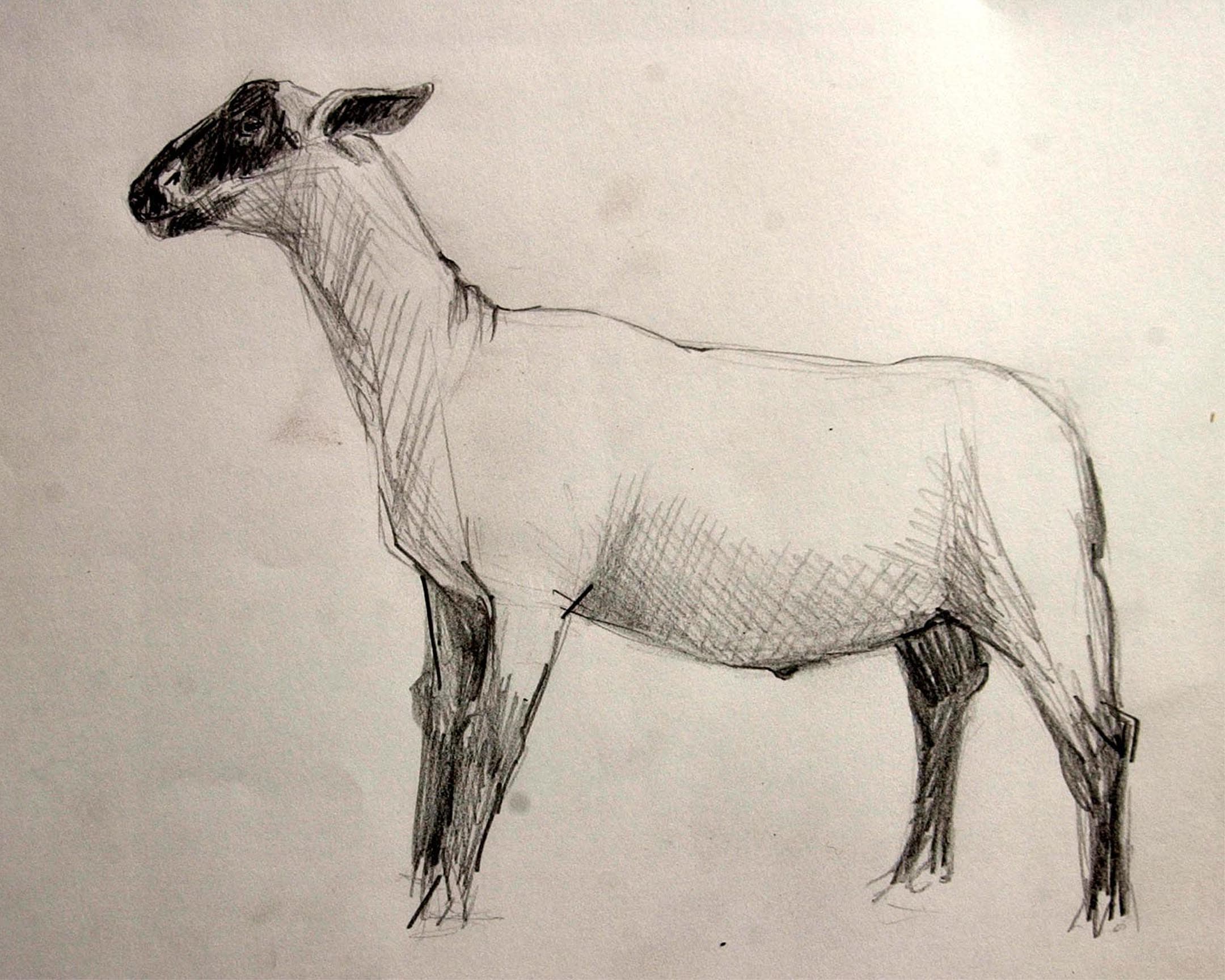  mouton 8 
