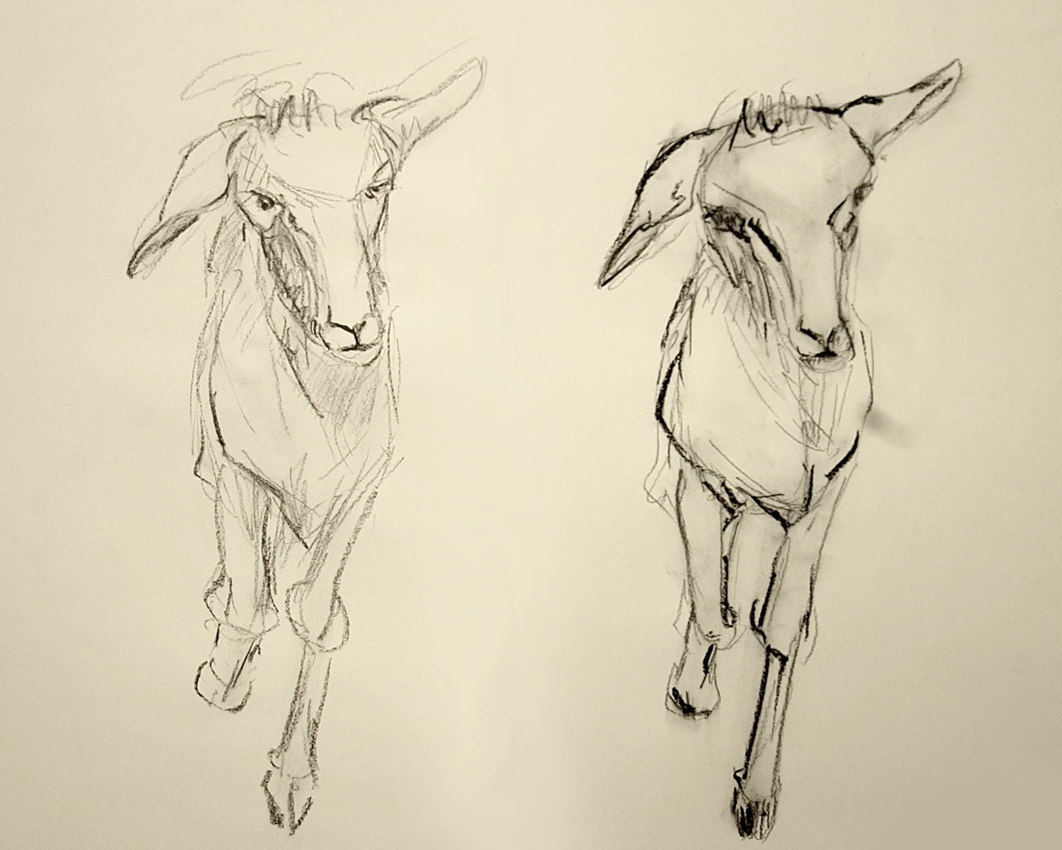  moutons 5 